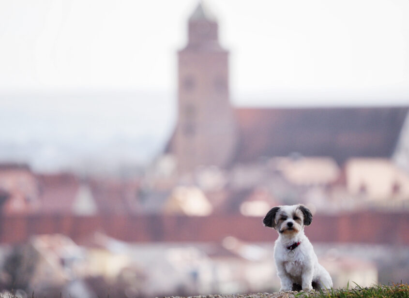 Hund Chilli vor der Skyline von Donauwörth