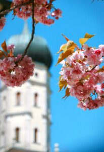 Blühender Kirschbaum mit dem Turm der Klosterkirche Mönchsdeggingen im Hintergrund