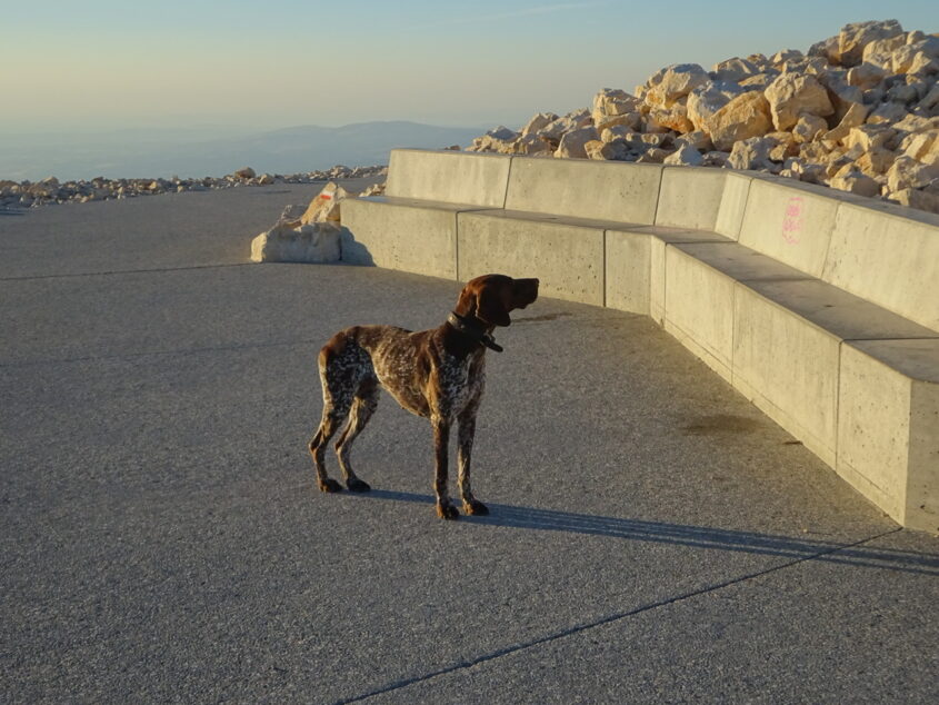 Hund auf dem Mont Ventoux 