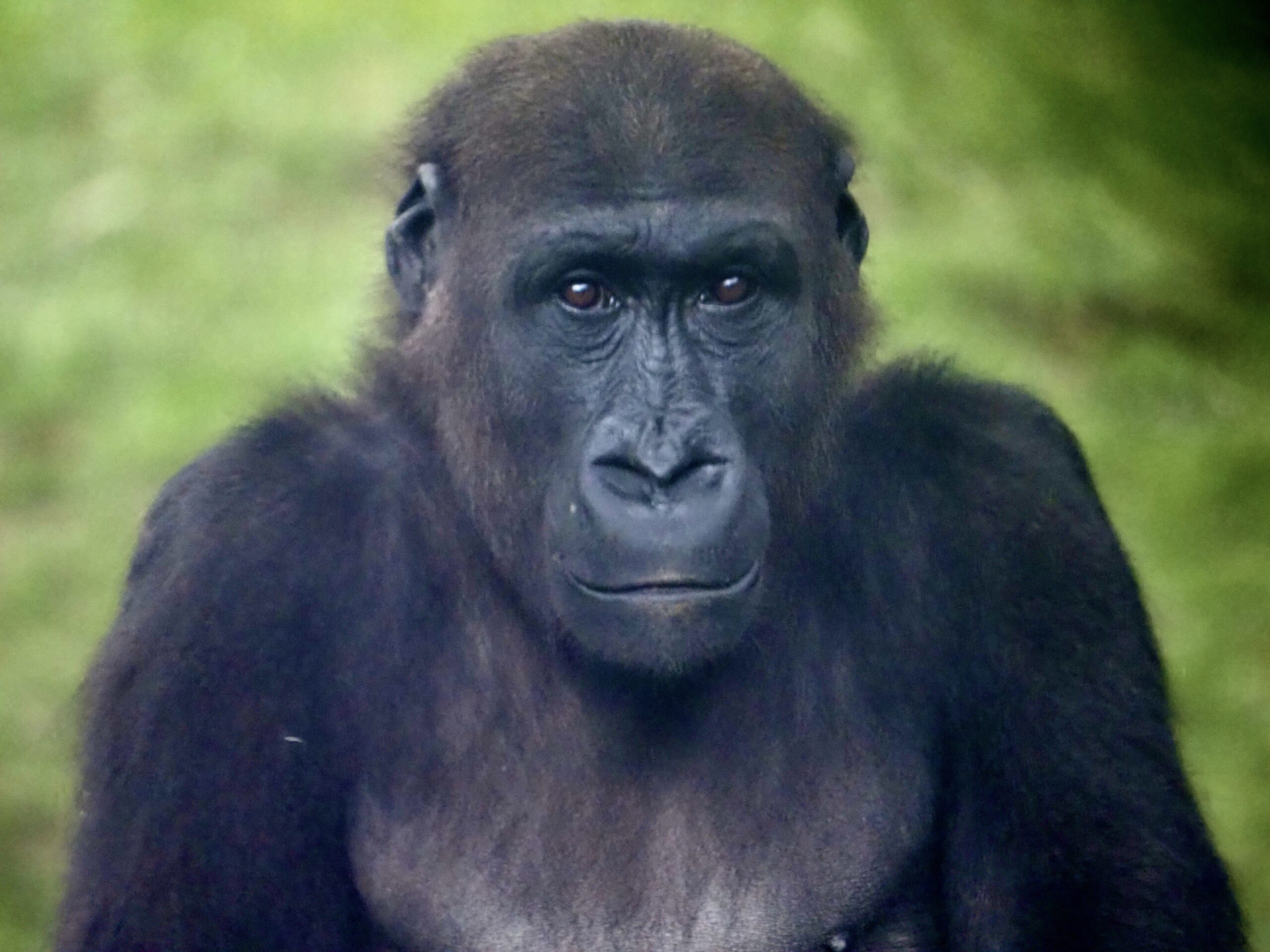 Gorilla-Portrait (farbig)