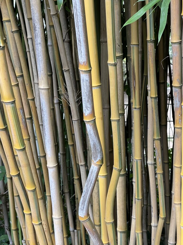 Bambus (farbig)