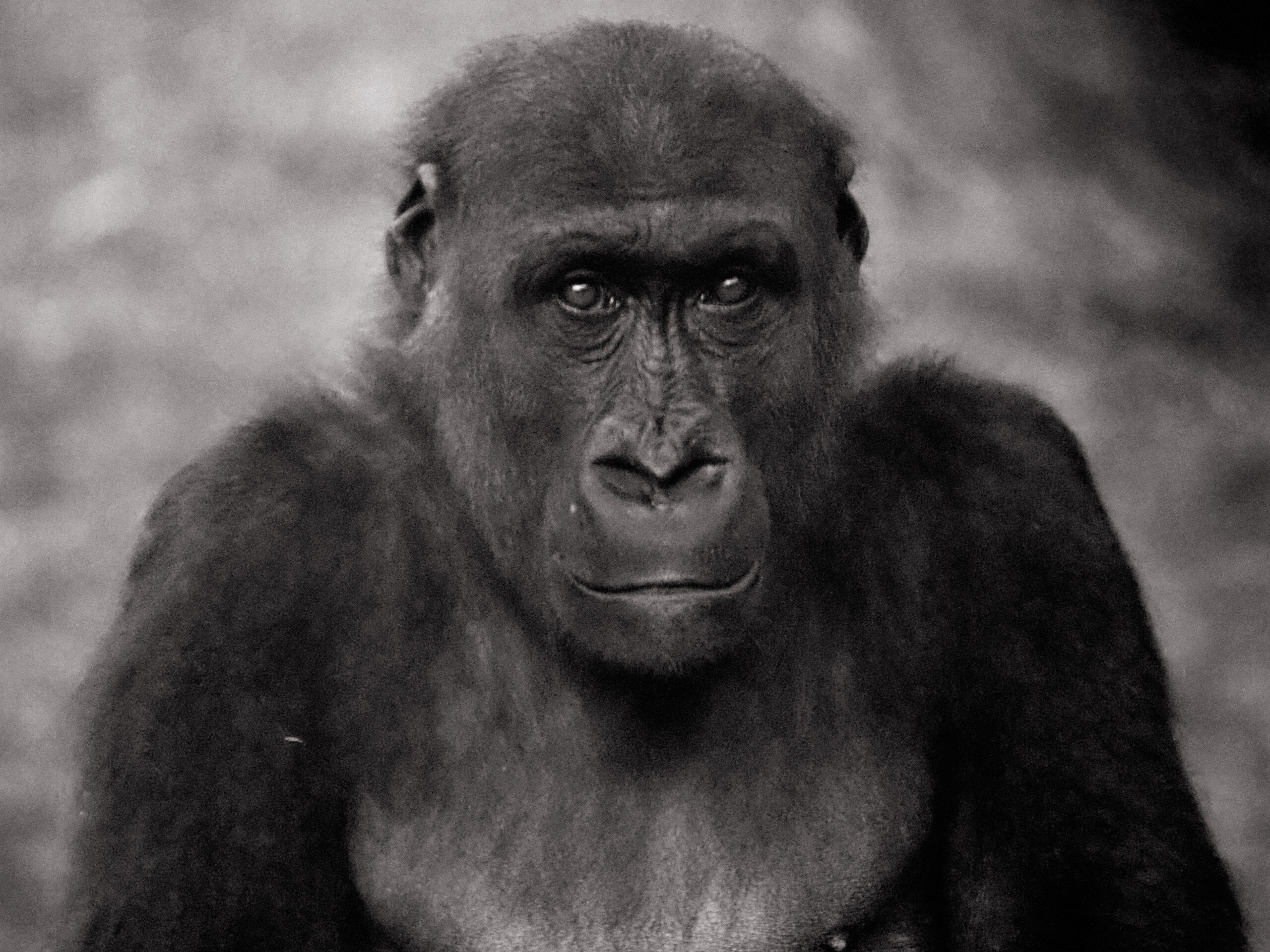 Gorilla-Portrait (schwarzweiß)