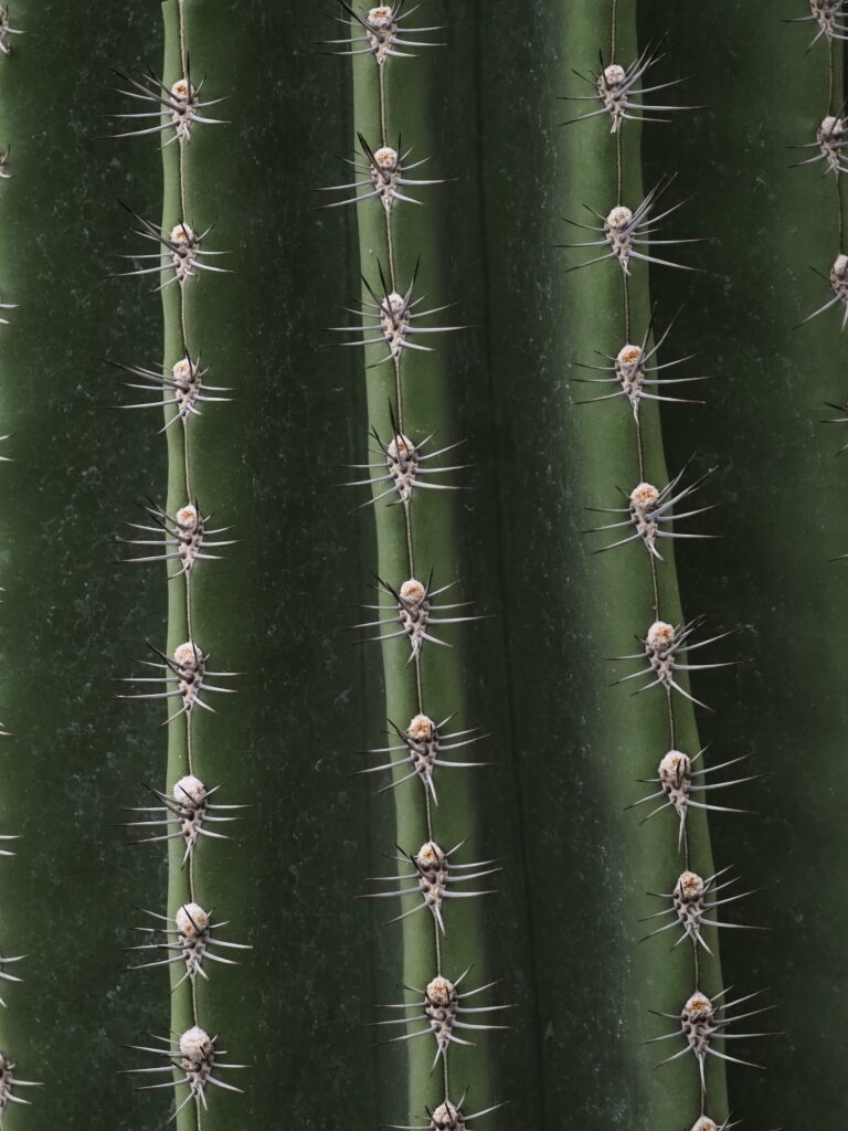 Kaktus/Detail (farbig)