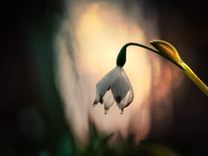 Märzenbecher im Gegenlicht
