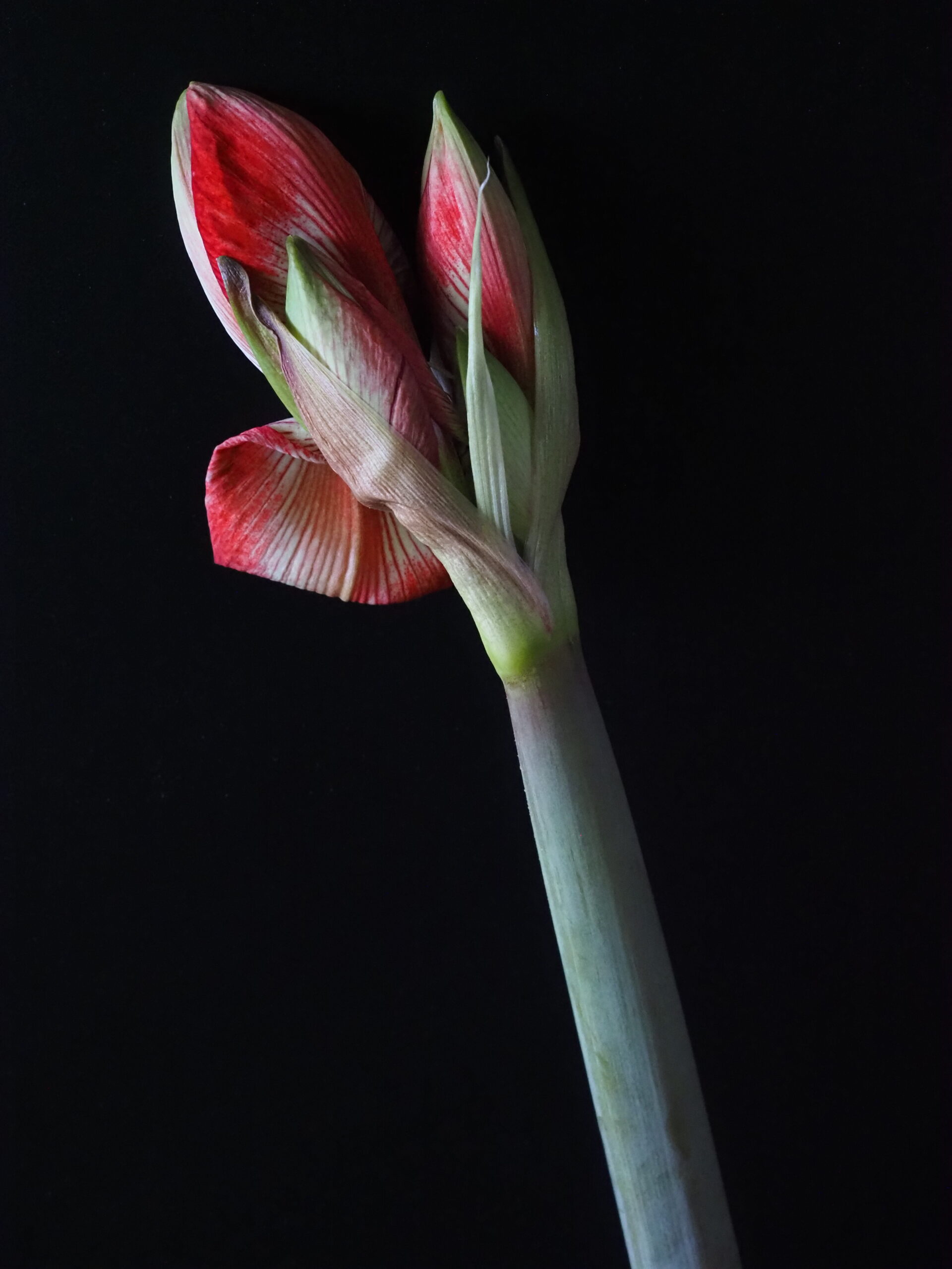 Amaryllis-Knospe