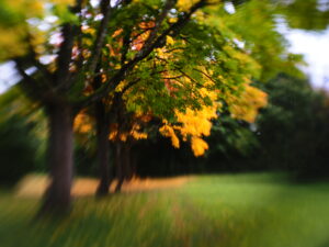 Herbst - Foto mit dem Lensbaby Sol 22