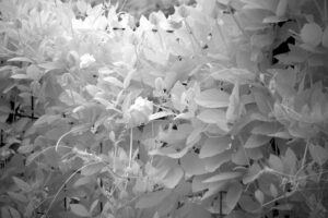 Infrarotfoto: Kletterplfanze im Garten
